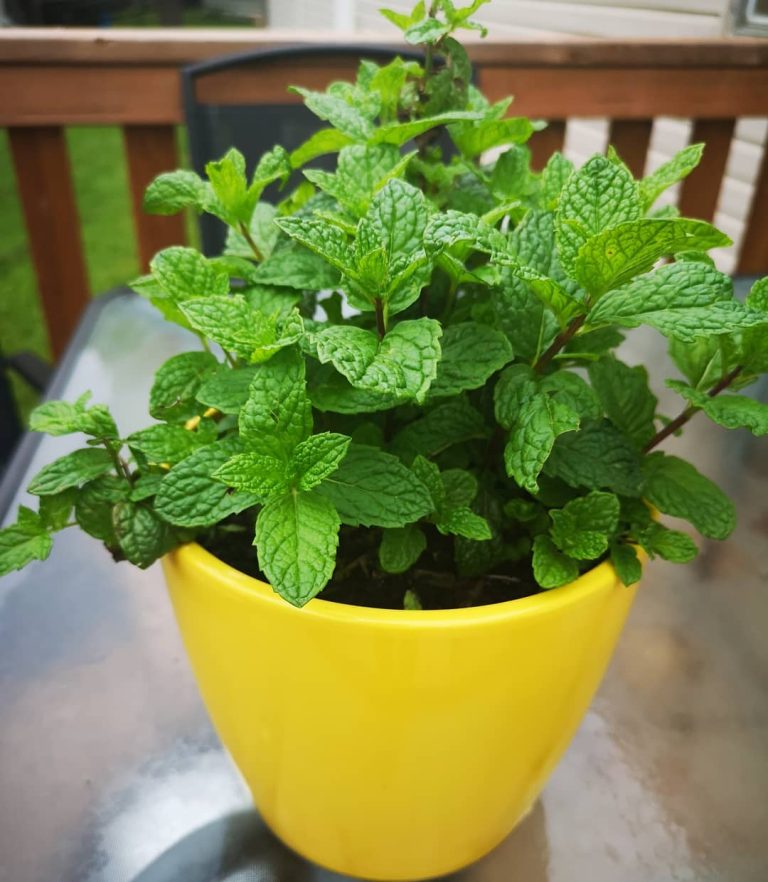 50 Unique Edible Plants You Can Grow Indoors - Planted Shack