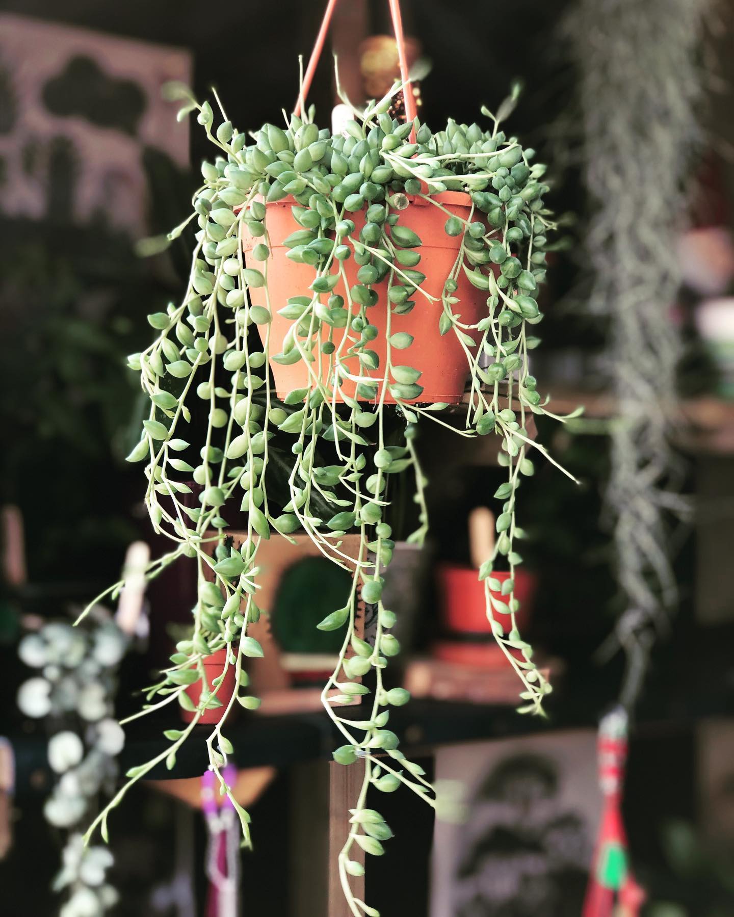 String of Beads