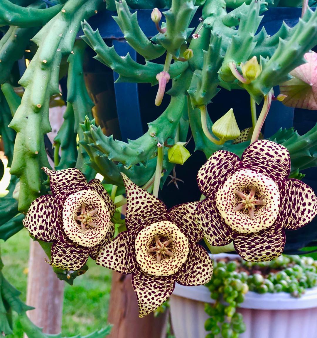 Starfish Plant