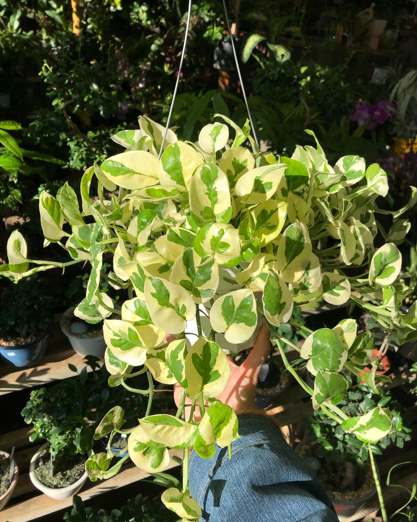 Kimberley Queen Fern (Nephrolepis obliterata)