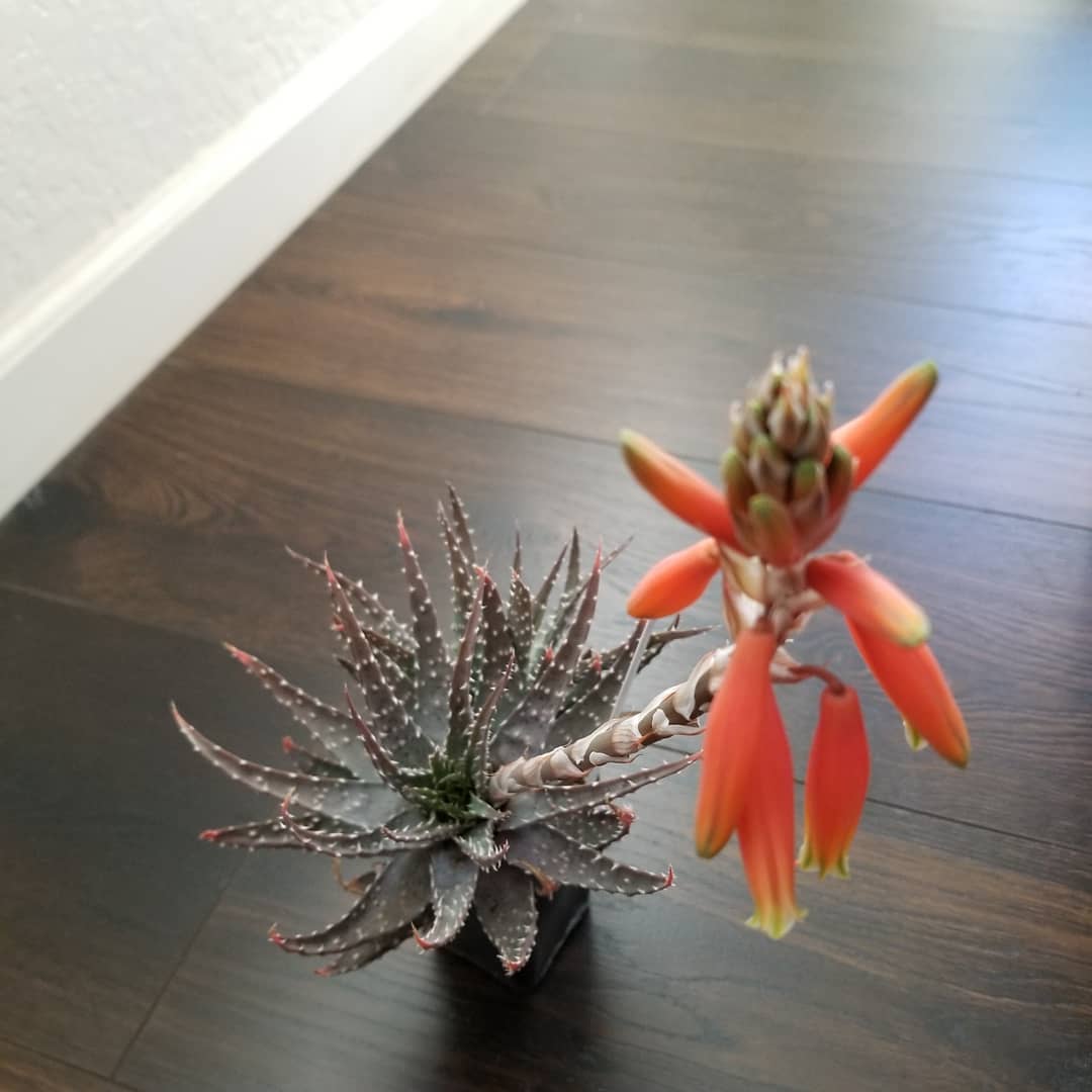 Spider Aloe (Aloe humilis)