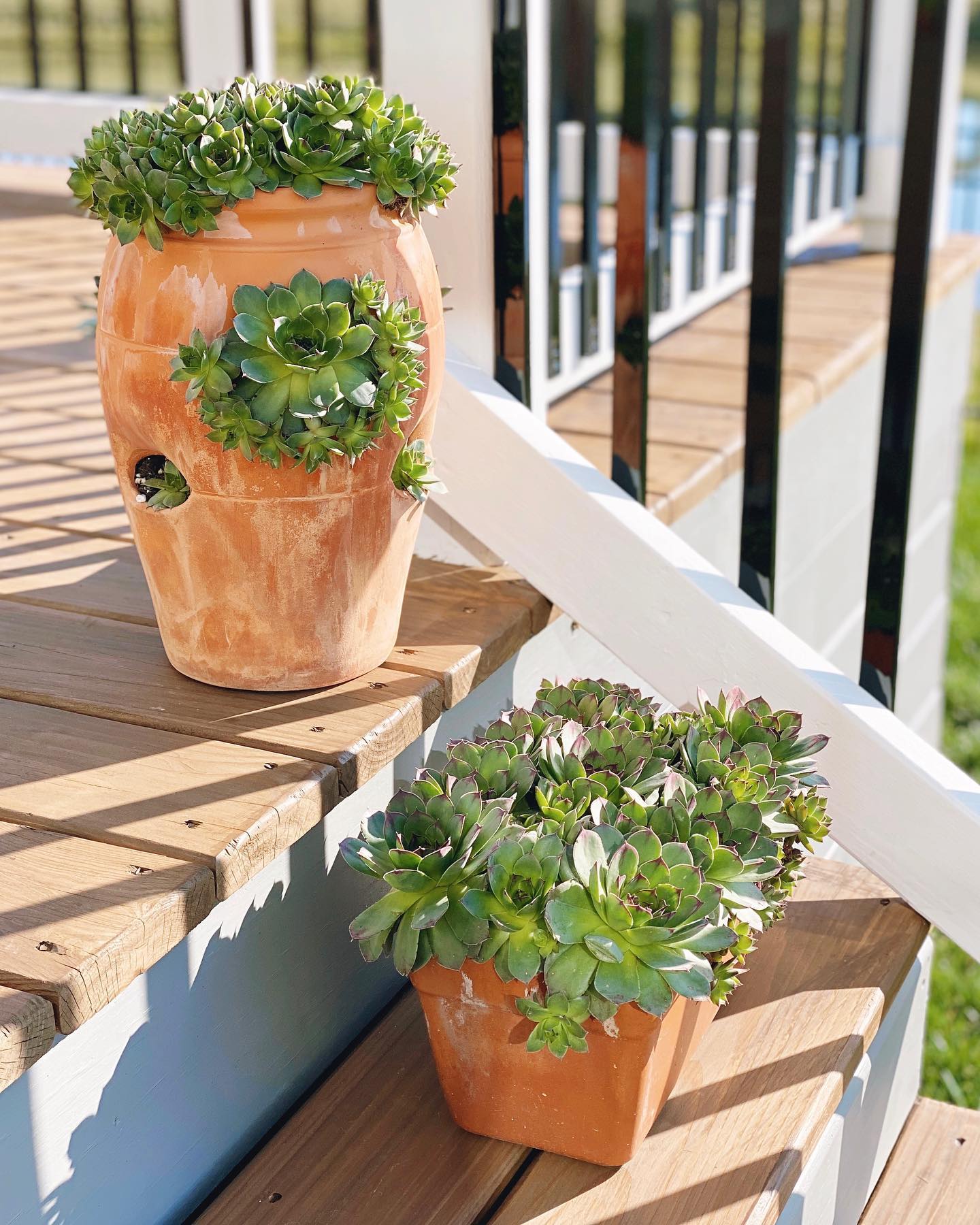 Hens and Chicks (Sempervivum spp.)