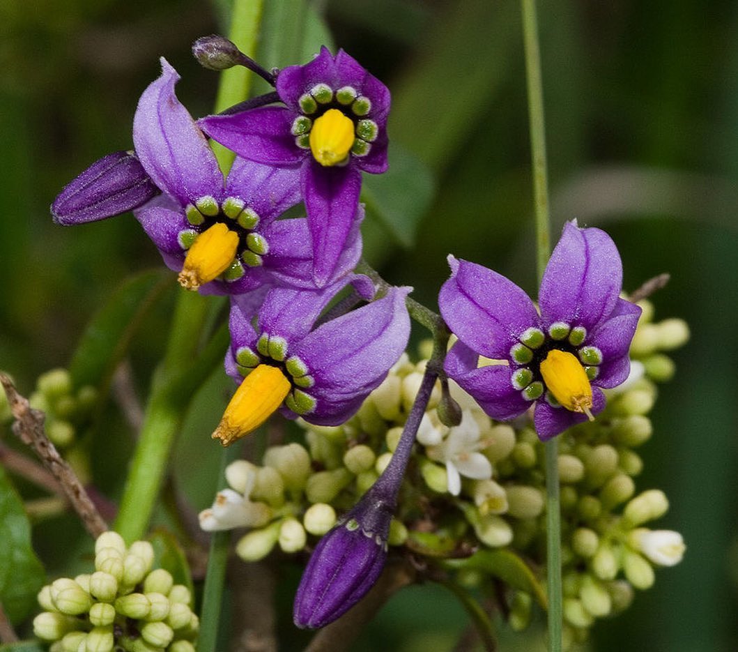 Bittersweet Nightshade (Solanum dulcamara)