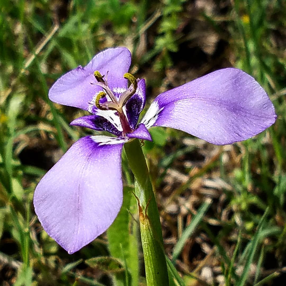 Prairie Nymph (Tribonanthes brachypetala)