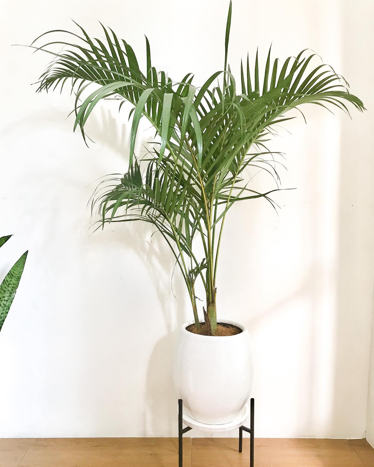 Areca Palm