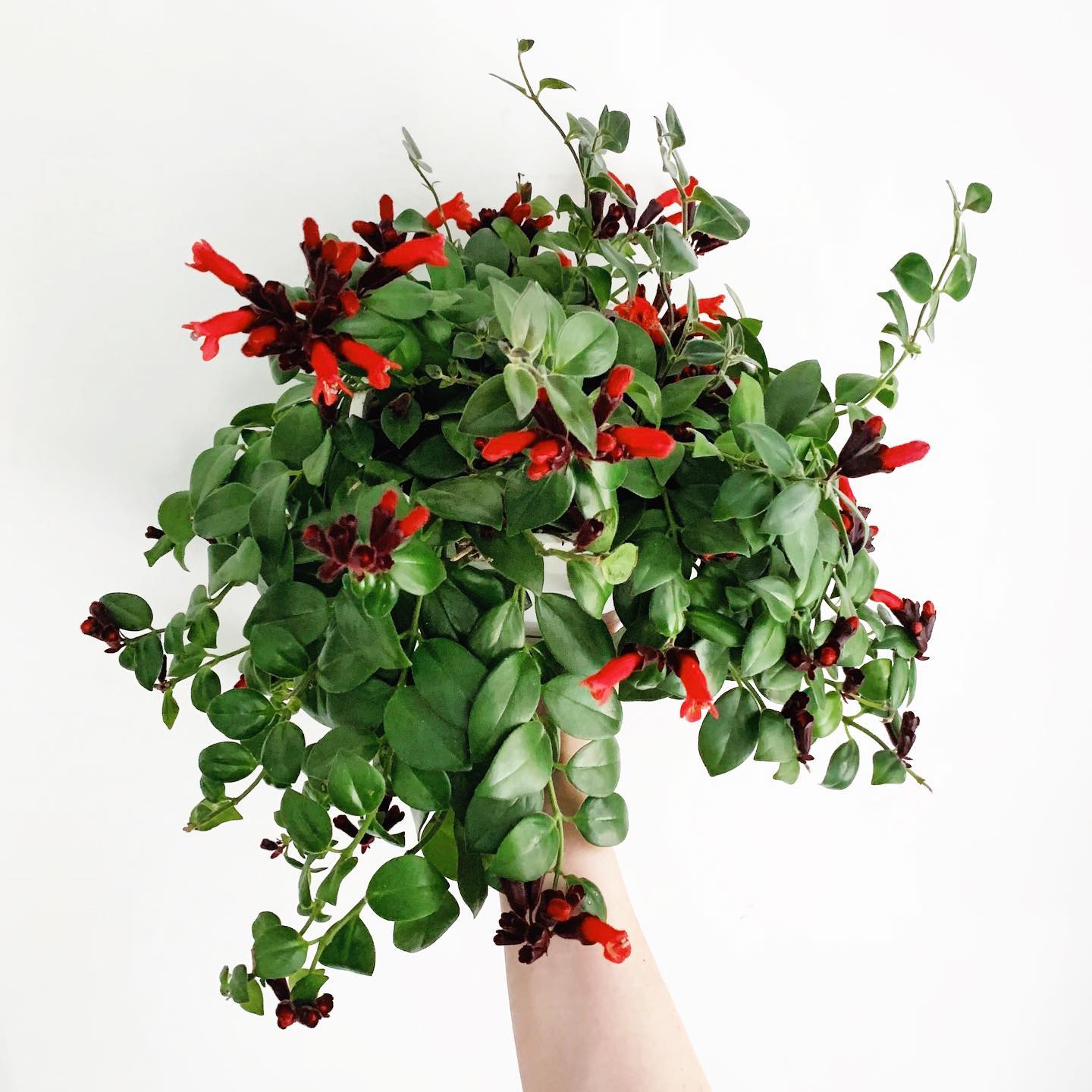 Lipstick Vine (Aeschynanthus radicans)