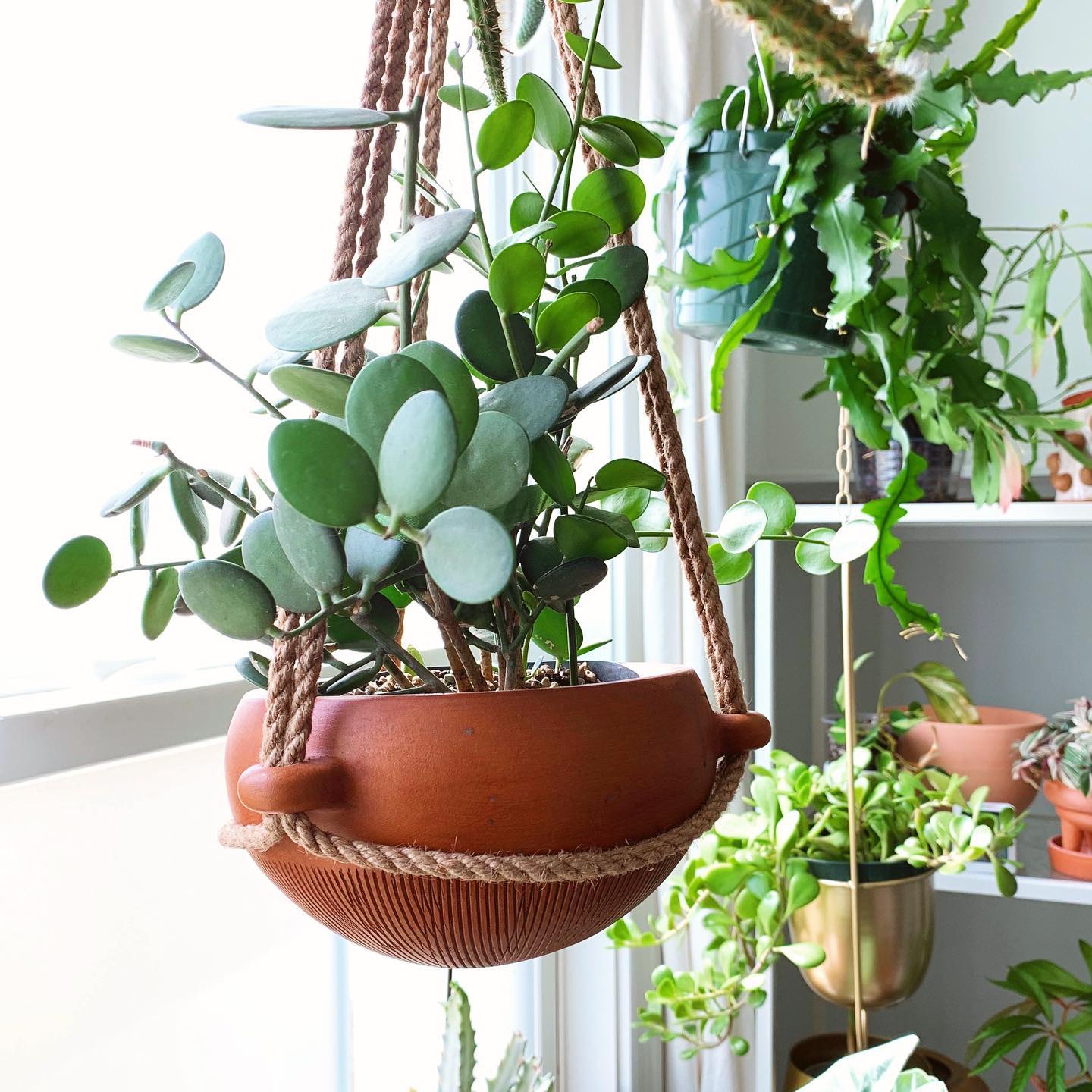 Silver Dollar Plant