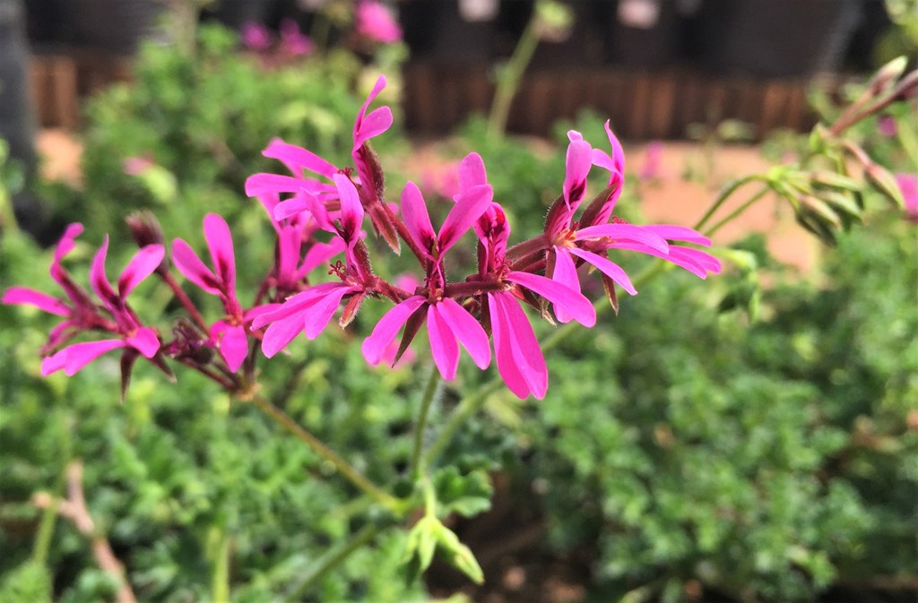 Honeyscented Pelargonium
