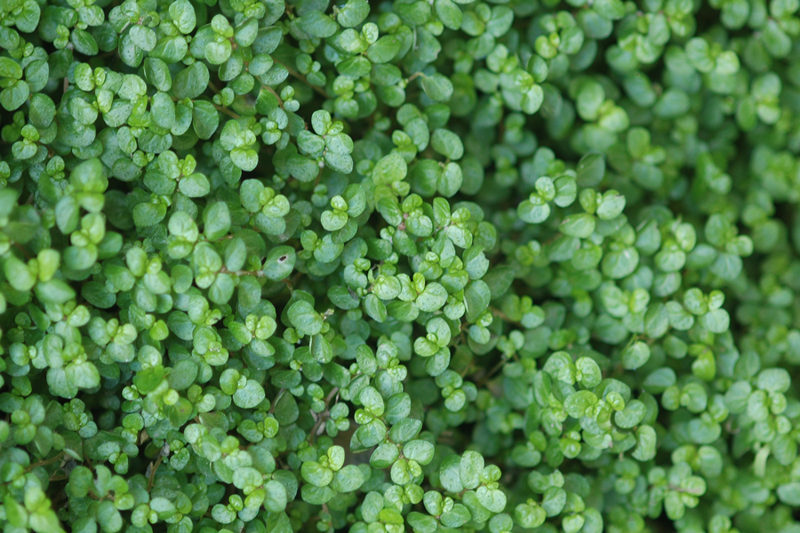 Baby's Tears (Soleirolia soleirolii)