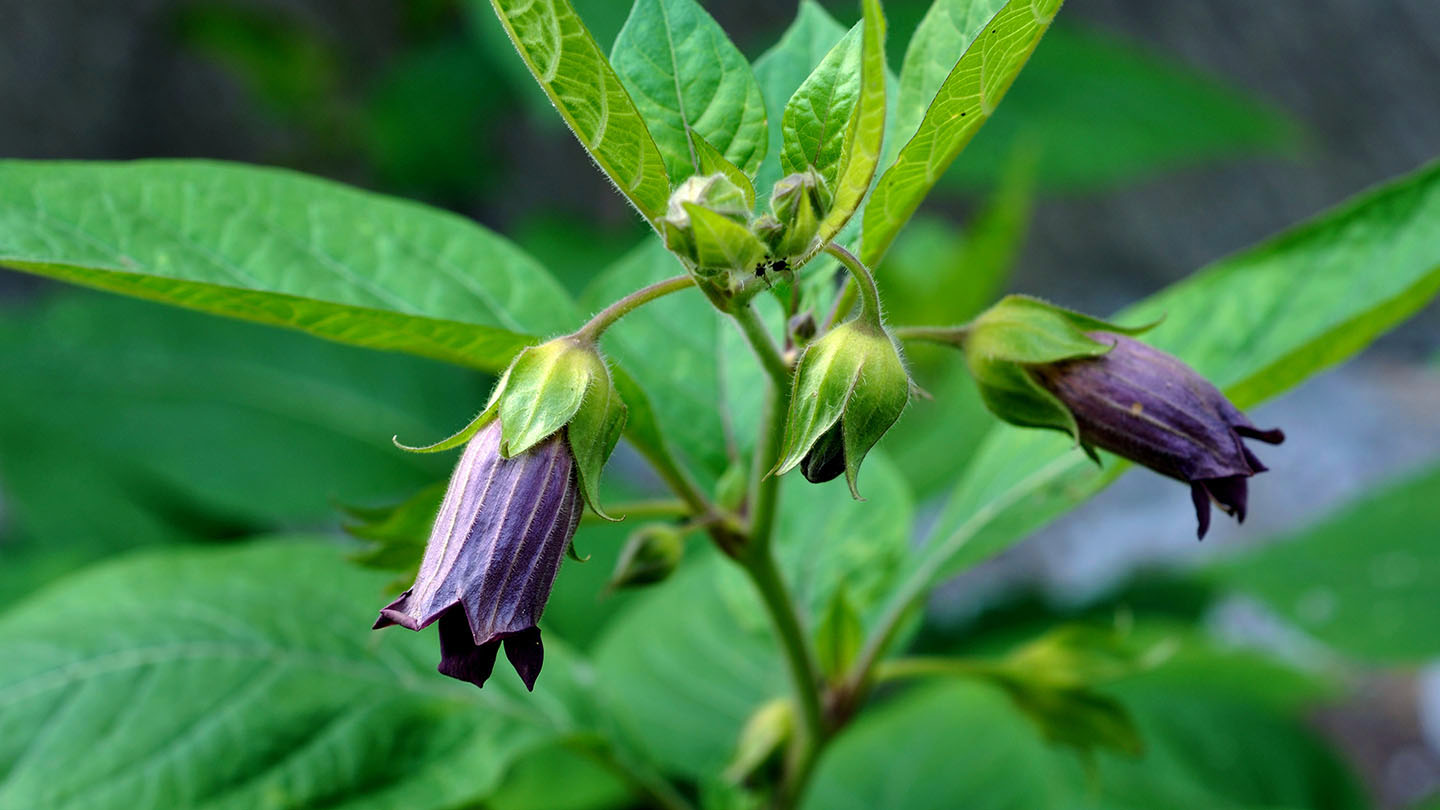 Deadly Nightshade (Atropa belladonna)