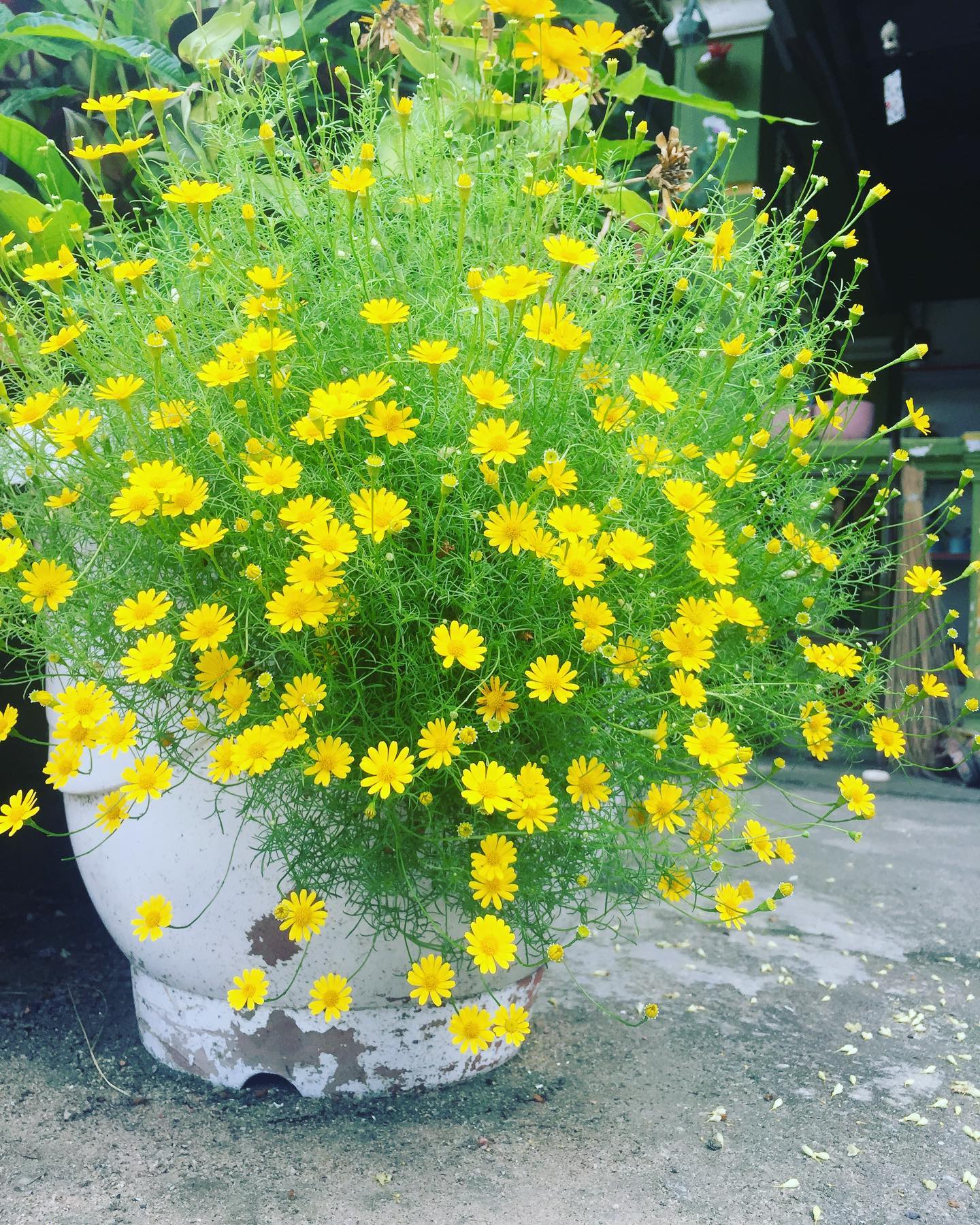 50 Beautiful Potted Flowers to Brighten Your Patio Space! - Planted Shack