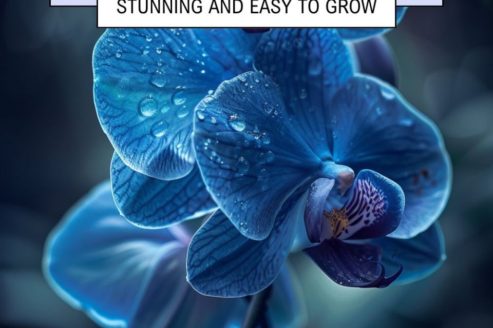 23 Epidendrum Orchid Varieties - Planted Shack